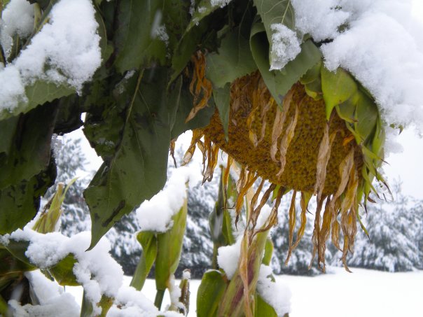 Sunflowers weighed down by a heavy October snow