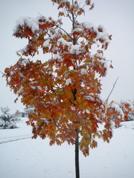 Fall tree covered by October snow