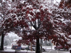 Red Oak in snow